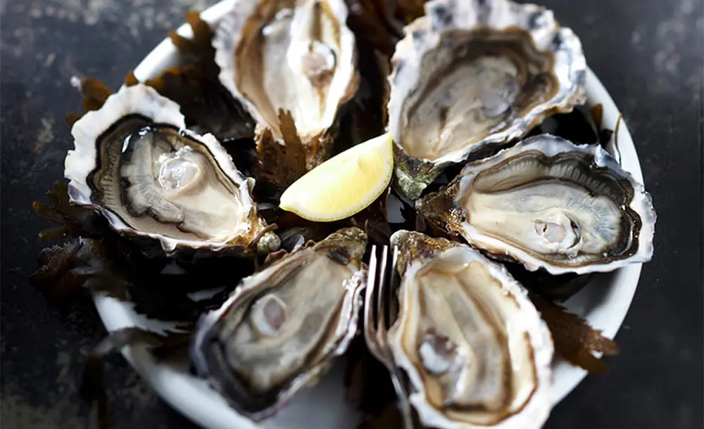 Oyster
